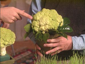 Oh my, it's a... can it be a... BROCCOFLOWER!!!