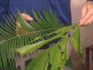 palm these leaves...