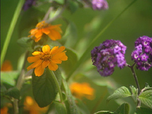 Everyone Loves Flowers