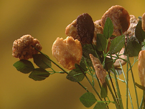 Take Time to Smell the Flowers